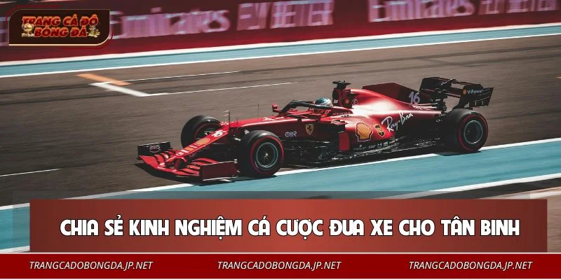 Mẹo cá cược đua xe dành cho người mới bắt đầu